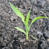 Sadnja kukuruza na otvorenom terenu u predgrađu